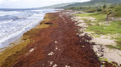 Hiring more cleaners to get rid of eventual deposits at. . Which caribbean islands are not affected by sargassum